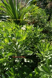 Saliette- Psiadia retusa et Vacoa- Pandanus utilis