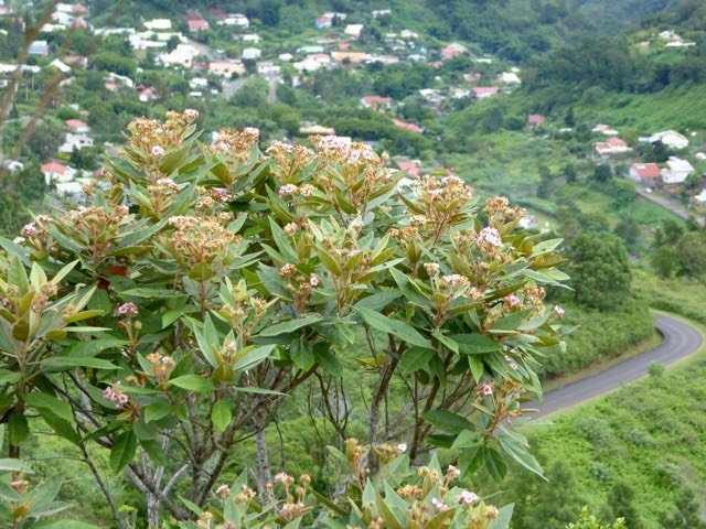 Dombeya SP