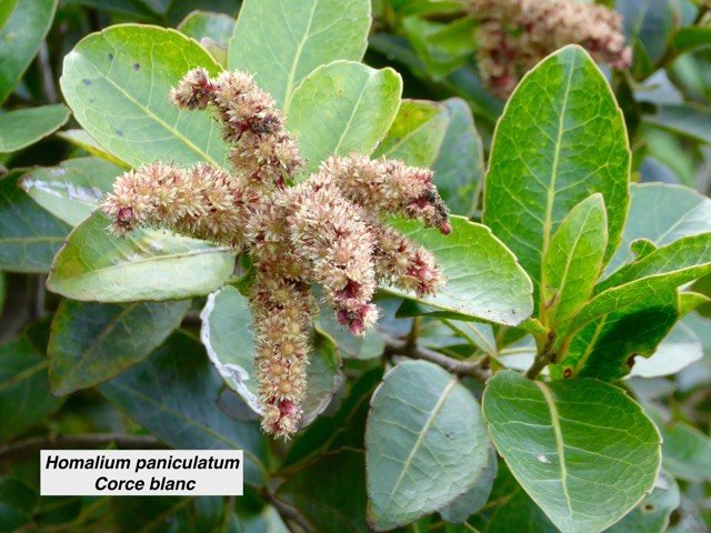 Homalium paniculatum  Corce blanc
