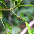 Melicope borbonica Petit catafaye Rutaceae Endémique La Réunion 497.jpeg