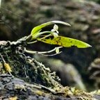 Angraecum sp . orchidaceae..jpeg