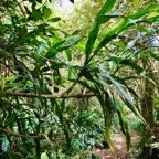 Canne marronne sur le sentier.Cordyline mauritiana.asparagaceae..jpeg