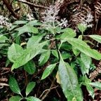 Chassalia corallioides Bois de corail  bois de lousteau rubiaceae.endémique Réunion. (1).jpeg