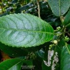 Claoxylon glandulosum.gros bois d&rsquo;oiseaux.euphorbiaceae.endémique Réunion. (2).jpeg
