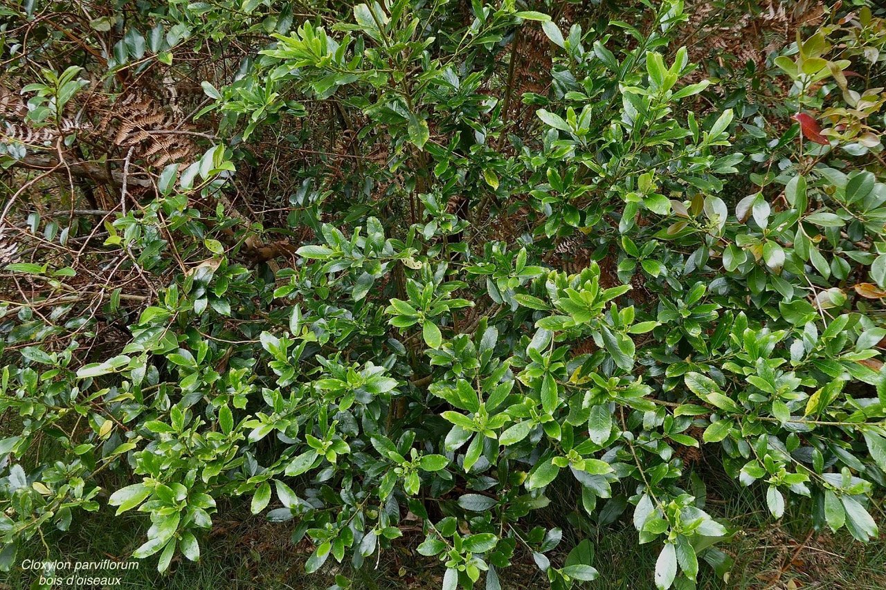 Claoxylon parviflorum -bois d&rsquo;&rsquo;oiseaux.euphorbiaceae.endémique Réunion Maurice Rodrigues..jpeg
