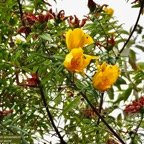 Hypericum lanceolatum subsp lanceolatum.fleur jaune des bas.hypericaceae.indigène Mascareignes. (1).jpeg