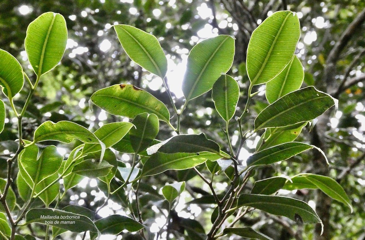 Maillardia borbonica  Bois de maman .bois de sagaye.moraceae. endémique Réunion (1).jpeg