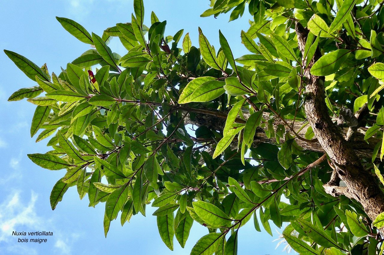 Nuxia verticillata.bois maigre.stilbaceae.endémique Réunion Maurice..jpeg