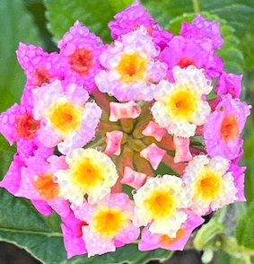 Vers Ilet Alcide-28 novembre 2023