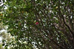 Camellia japonica - Camelia - THEACEAE - Chine, Corée, Japon