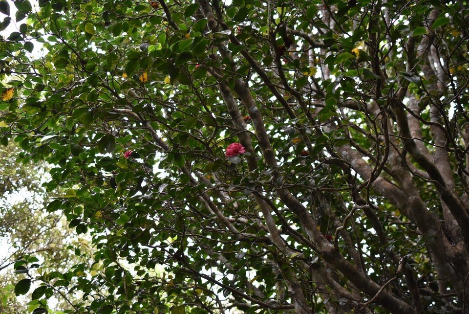 Camellia japonica - Camelia - THEACEAE - Chine, Corée, Japon