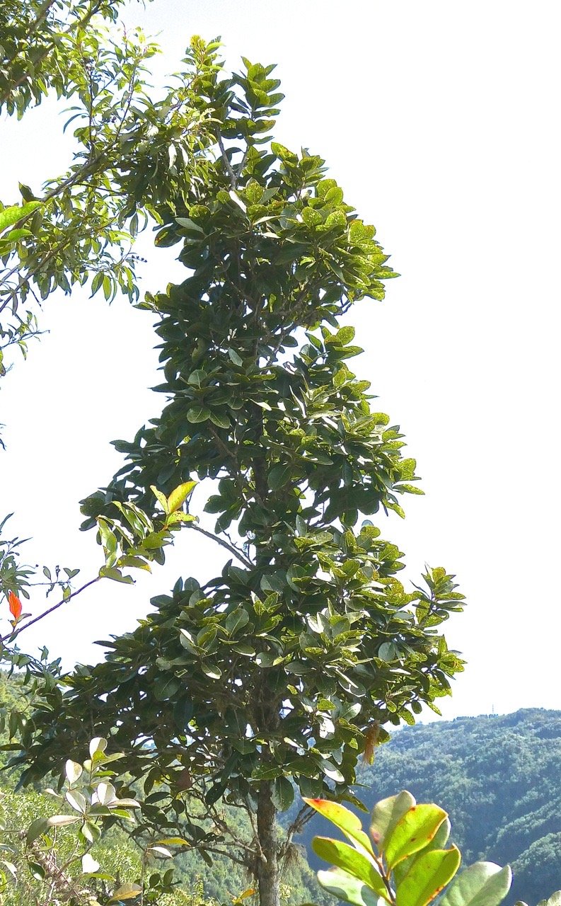 Homalium paniculatum. corce blanc.bois de bassin.salicaceae.endémique Réunion Maurice .P1019870