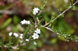 Serissa japonica - Neige de juin - RUBIACEAE - Chine du sud, Asie du sud-est (Espèce potentiellement envahissante)