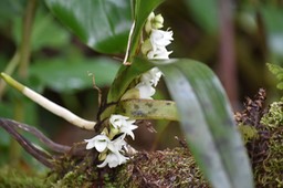 Angraecum bracteosum - EPIDENDROIDEAE - Endémique Réunion