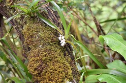 Angraecum striatum - EPIDENDROIDAE - Endémique réunion