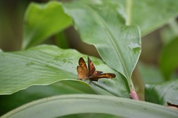 "bataille" de Satyres de Bourbon - Henotesia narcissus borbonica - NYMPHALIDAE - Endémique réunion 