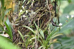 Beclardia macrostachya - EPIDENDROIDEAE - Indigène Réunion