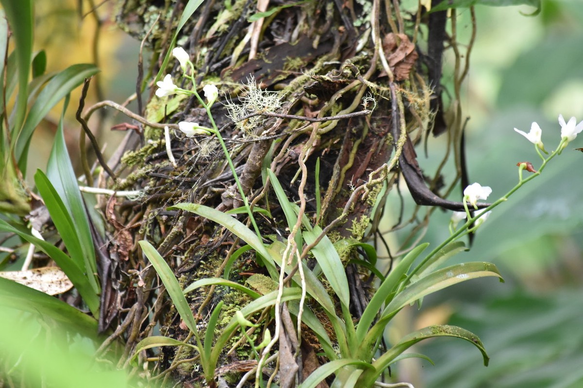 Beclardia macrostachya - EPIDENDROIDEAE - Indigène Réunion