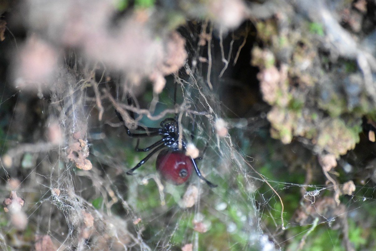 Bibe cerise - Nephilengys borbonica - NEPHILIDAE - Endémique Réunion