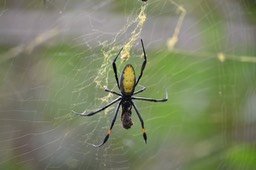 Bibe jaune - Nephila inaurata - NEPHILIDAE