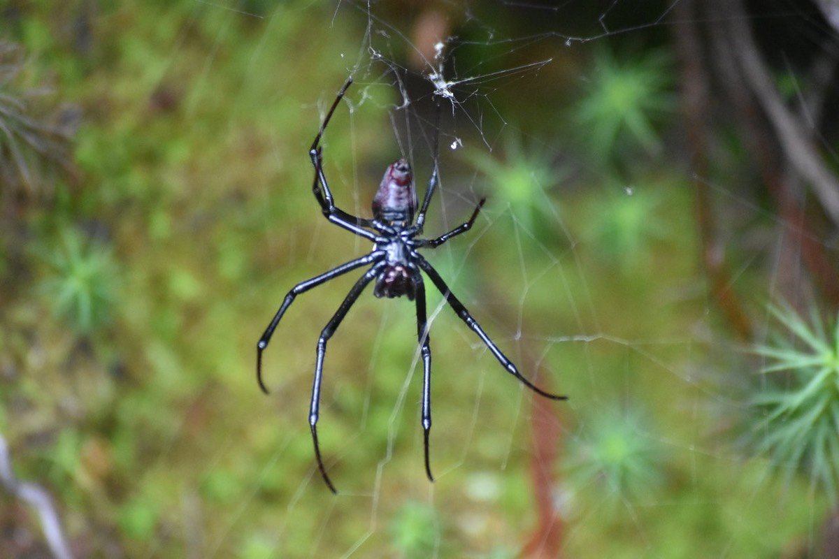 Bibe rouge (ou cerise) - Nephilengys borbonica - NEPHILIDAE - Endémique Réunion