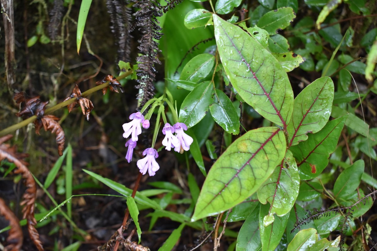 Composition au Bois de cabri blanc et à la cynorkis