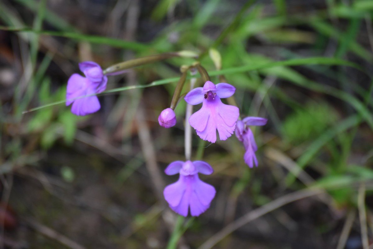 Cynorkis purpurascens - ORCHIDOIDEAE - Indigène Réunion