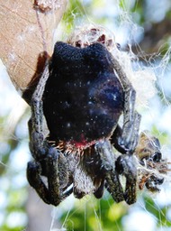 Cyrtophora citricola (6)