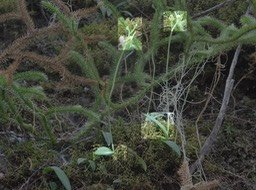 Liparis (scaposa ?) - EPIDENDROIDEAE - Endémique Réunion