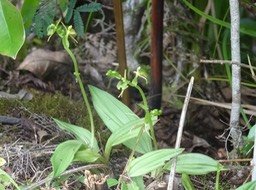 Liparis sp - EPIDENDROIDEAE