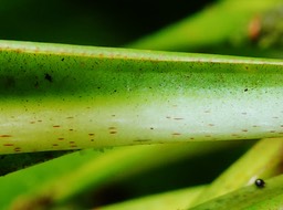 poils noirs et marge revolu tée de Badula borbonica