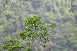 Quinquina du pays - Mussaenda landia - RUBIACEAE - Endémique Réunion Maurice