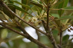 Ti Natte - Laboudonnaisia colophylloides - SAPOTACEAE - Endémique Réunion Maurice