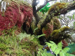 (Vierge) à la mousse