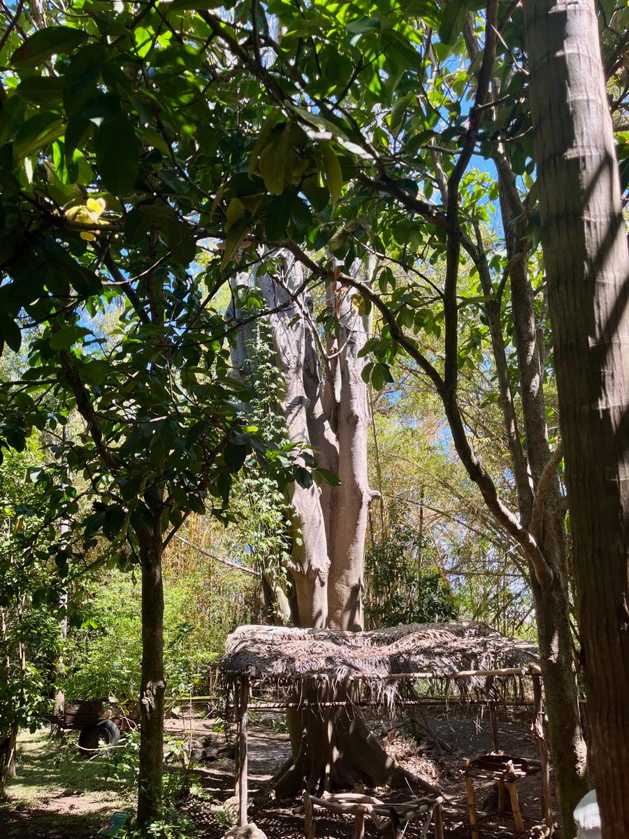 21. Bas diu tronc d'un Ceiba pentandra Kapokier.jpeg