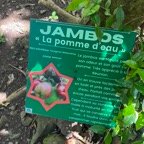23.  Fiche du Jambos IMG_1254.HEIC.jpeg