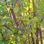 28. Fruits Dillenia indica.jpeg