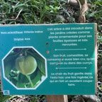 29.Dillenia indica IMG_1265.HEIC.jpeg