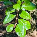 32.Turraea thouarsiana - Bois de quivi - Meliaceae - endémique B M.jpeg