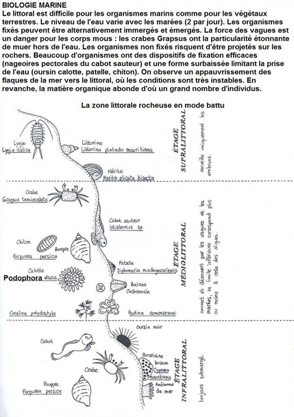 biologie marine