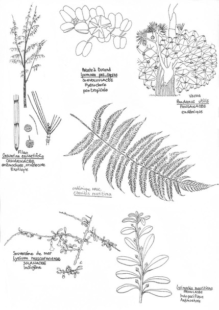 botanique 3