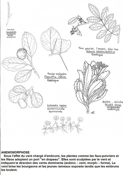 botanique 4