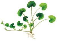 Centella-asiatica
