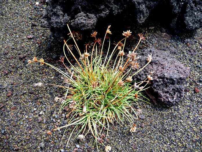 Fimbristylis cymosa