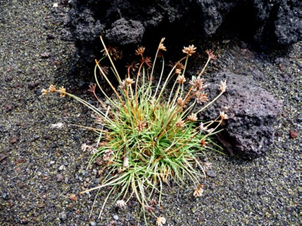 Fimbristylis cymosa