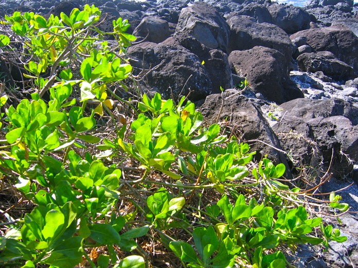 Manioc bord'mer_4596
