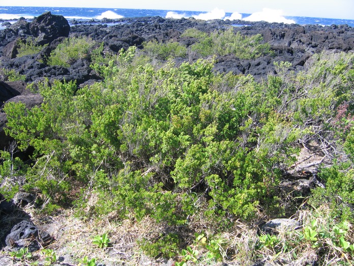 Bois matelot_4597