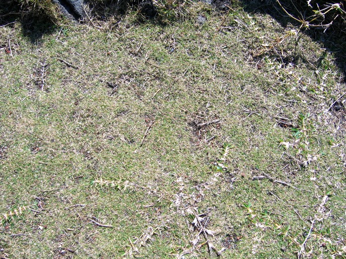 Traînasse et herbe pique-fesse_4598