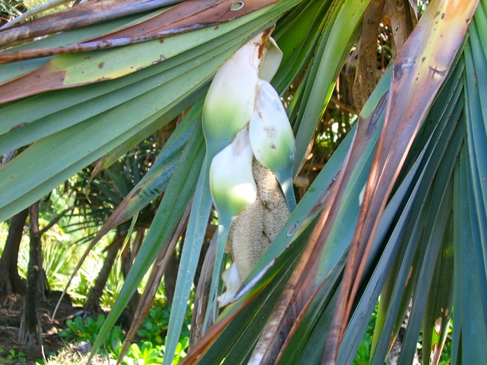 Fleur mâle du Vacoa_4599