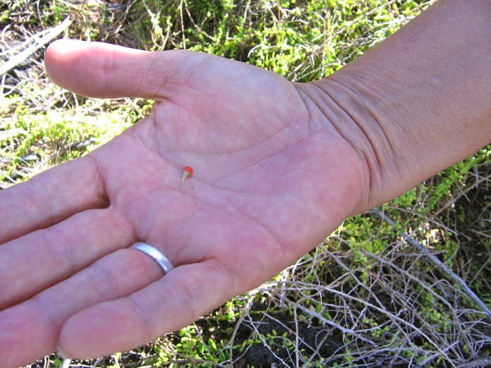 "Tomate" de la souveraine de bord de mer_4607